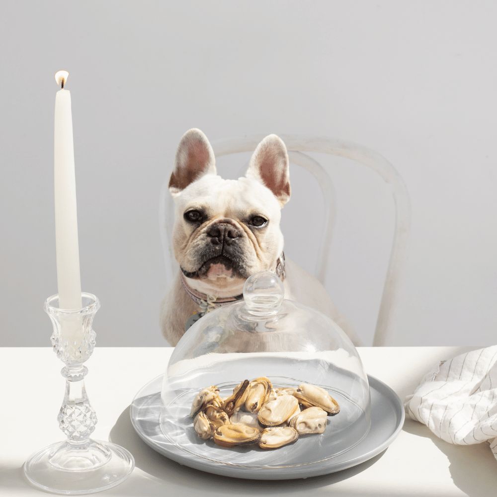 New Zealand Green Mussel Dog Treats
